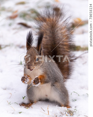 Squirrel standing on its hind legs on the white snow. 78658134