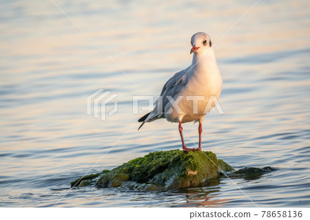 Seagull sits on stone cliff at the sea shore 78658136