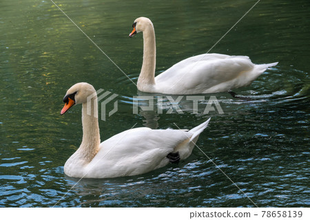 Two graceful white swans swim in the dark water. Two graceful white swans swim in the dark water. 78658139