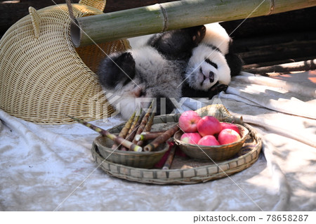 小灰熊貓、竹筍和蘋果 78658287