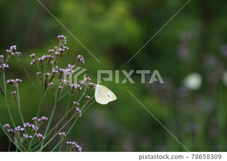 Cabbage white butterfly gathering in the flower of Brazilian vervain 78658309