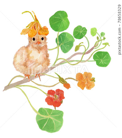 Watercolor illustration of nasturtium flowers and chicks Watercolor illustration of nasturtium flowers and chicks 78658329