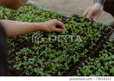 Gardening concept a farmer culling the green seedlings before removing them from pots to growing in the prepared soil plot 78658351