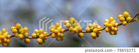 Banner panoramic yellow coffee bean berry plant fresh seed coffee tree growth in Yellow Bourbon eco organic farm. Panorama yellow ripe seed berries harvest arabica coffee garden with empty copy space 78658371