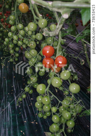 Mini tomato house cultivation 3 78658415