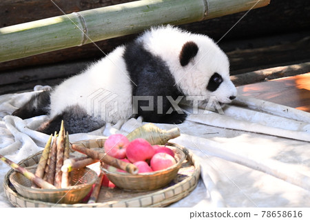 小灰熊貓、竹筍和蘋果 78658616