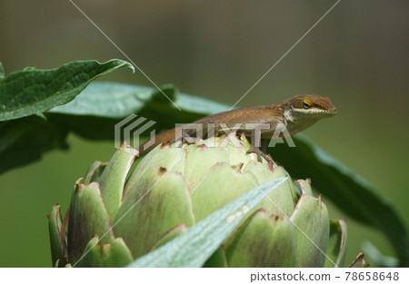 Artichoke in Garden With Green Anole Lizard Anolis carolinensis 78658648