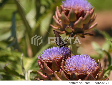 Blooming Purple Artichoke Growing in Garden Shallow DOF 78658675
