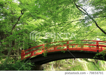 Kitano Tenmangu Shrine Odoi Fresh Green Green Autumn Leaves 78658781