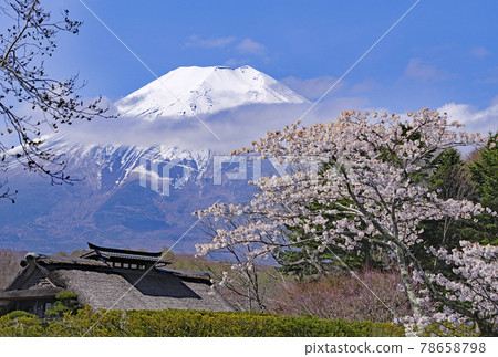 忍野村的富士山和櫻花 忍野村的富士山和櫻花 78658798