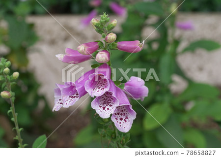 Digitalis up [green background] 78658827