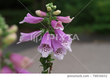 Digitalis up [green background] 78658832