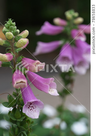 Digitalis up [green background] 78658833