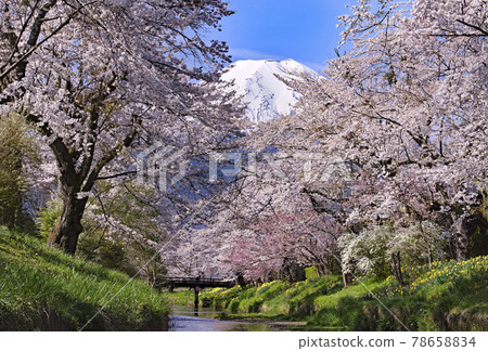 Mt. Fuji and Sakura in Oshino Village Mt. Fuji and Sakura in Oshino Village 78658834