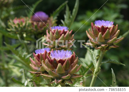 Blooming Purple Artichoke Growing in Garden Shallow DOF Blooming Purple Artichoke Growing in Garden Shallow DOF 78658835