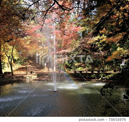 Kamoyama Park Autumn Leaves Kamoyama Park Autumn Leaves 78658976