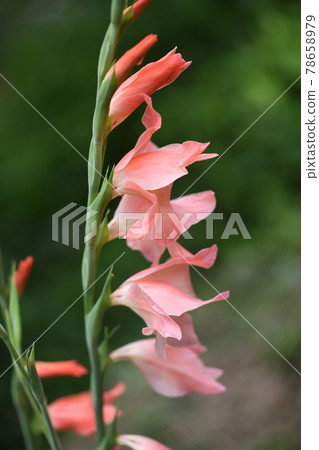 Light pink gladiolus Light pink gladiolus 78658979