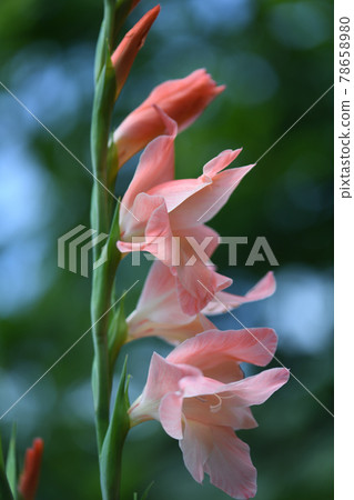 light pink gladiolus