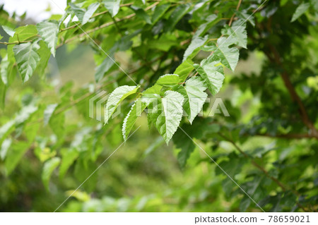 Bamboo leaves in early summer Bamboo leaves in early summer 78659021
