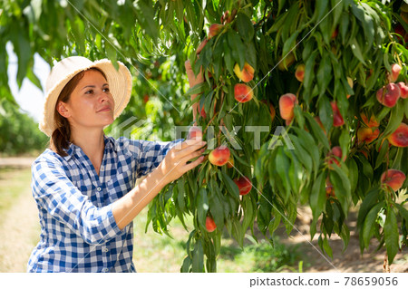 Woman farmer picking harvest of peaches from tree 78659056