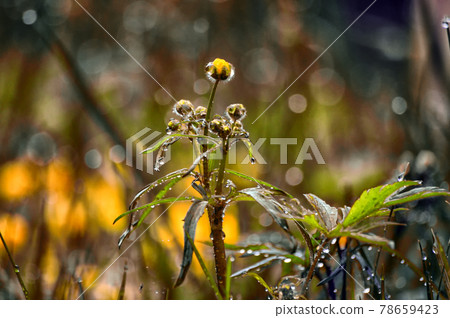 Buttercup (Latin Ranuunculus, from Latin rana - "frog") after the rain. Against the background of a beautiful bokeh. Apply a filter to the photo Buttercup (Latin Ranuunculus, from Latin rana - "frog") after the rain. Against the background of a beautiful bokeh. Apply a filter to the photo 78659423