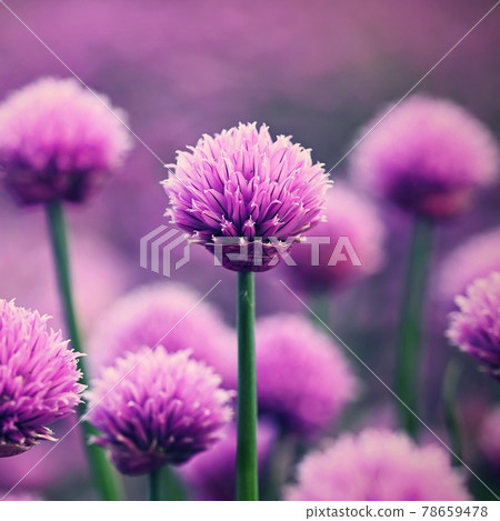 Beautiful flowering purple plant - chives. Natural colorful background in sunny and summer day.(Allium schoenoprasum) Beautiful flowering purple plant - chives. Natural colorful background in sunny and summer day.(Allium schoenoprasum) 78659478