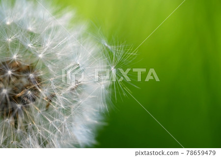 Beautiful close-up macro shot of a dandelion. Natural colour background. Beautiful close-up macro shot of a dandelion. Natural colour background. 78659479