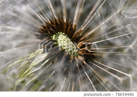 Beautiful close-up macro shot of a dandelion. Natural colour background. 78659480