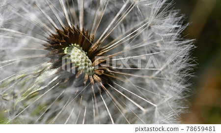 Beautiful close-up macro shot of a dandelion. Natural colour background. Beautiful close-up macro shot of a dandelion. Natural colour background. 78659481