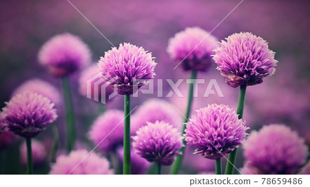 Beautiful flowering purple plant - chives. Natural colorful background in sunny and summer day.(Allium schoenoprasum) Beautiful flowering purple plant - chives. Natural colorful background in sunny and summer day.(Allium schoenoprasum) 78659486