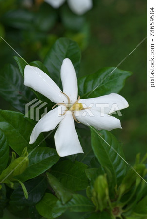 Gardenia up Gardenia up 78659584