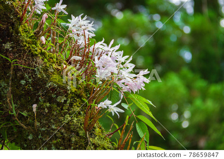 Flower of Ishibuki (Sekoku) 78659847
