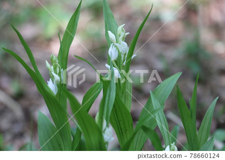 Neat white flowers of Sasabaginran 78660124