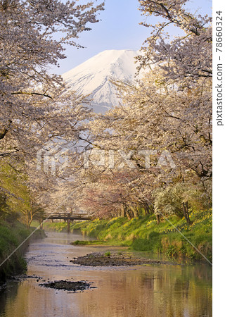 清晨的櫻花和富士山 78660324
