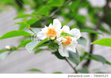 White summer camellia (Japanese stewartia) flower White summer camellia (Japanese stewartia) flower 78660525