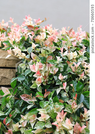 Hatsuyuki Kazura (Hatsuyukikuzu) Pink young leaves 78660593