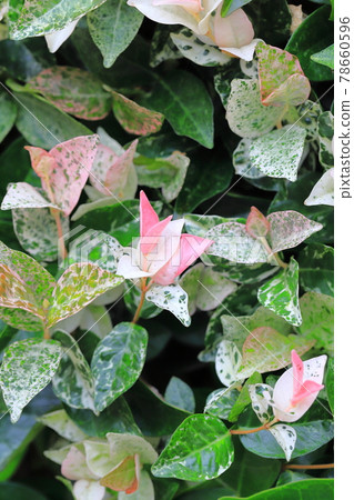 Hatsuyuki Kazura (Hatsuyukikuzu) Pink young leaves Hatsuyuki Kazura (Hatsuyukikuzu) Pink young leaves 78660596
