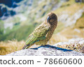Care for wild birds met on the world's most beautiful walking path "Milford Truck" | New Zealand scenic hiking Care for wild birds met on the world's most beautiful walking path "Milford Truck" | New Zealand scenic hiking 78660600
