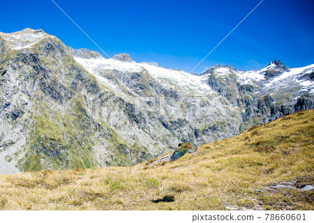 Care for wild birds met on the world's most beautiful walking path "Milford Truck" | New Zealand scenic hiking Care for wild birds met on the world's most beautiful walking path "Milford Truck" | New Zealand scenic hiking 78660601