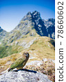 Care for wild birds met on the world's most beautiful walking path "Milford Truck" | New Zealand scenic hiking Care for wild birds met on the world's most beautiful walking path "Milford Truck" | New Zealand scenic hiking 78660602