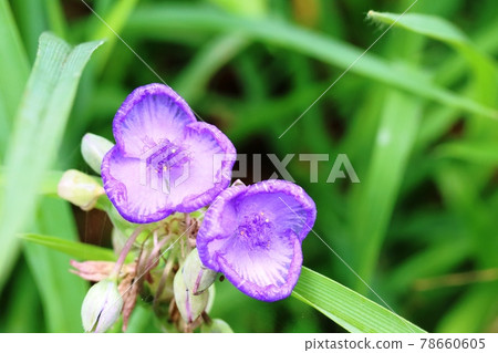 花瓣捲曲的紫色白晝花不喜歡炎熱的夏天！   78660605