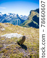 Care for wild birds met on the world's most beautiful walking path "Milford Truck" | New Zealand scenic hiking Care for wild birds met on the world's most beautiful walking path "Milford Truck" | New Zealand scenic hiking 78660607