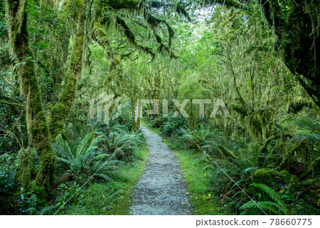 World's Most Beautiful Promenade "Milford Track" Day 1 | New Zealand Hiking 78660775