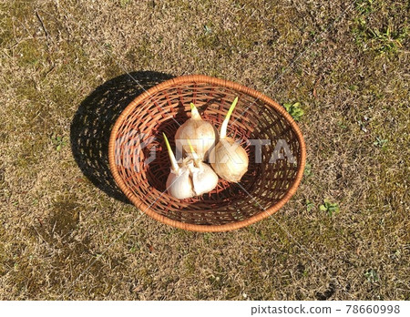 Jumbo garlic in the basket Jumbo garlic in the basket 78660998