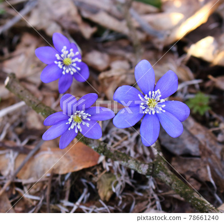 Blue spring snowdrop flowers in last fall's dry leaves Blue spring snowdrop flowers in last fall's dry leaves 78661240