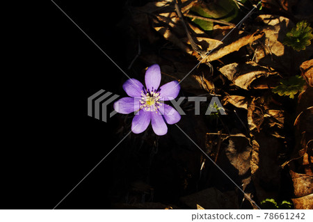 Blue spring snowdrop flower in last fall's dry leaves 78661242