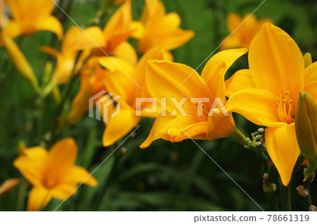 Bright orange lilies on blurred green background 78661319