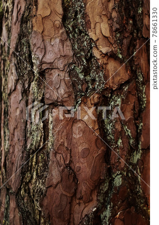 Forest tree bark wood textured trunk background Forest tree bark wood textured trunk background 78661330