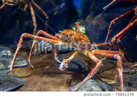 日本蜘蛛蟹仙台海森水族館宮城縣仙台市 照片素材 圖片 圖庫