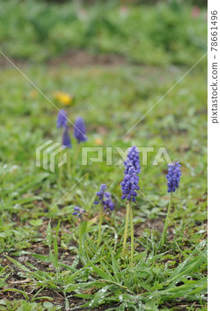 Muscari flowers Muscari flowers 78661496
